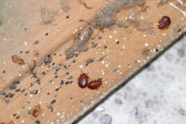 Several bed bugs are visible on a wooden surface alongside black fecal spots, shed skins, and white eggs, showing clear signs of an infestation.